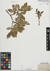 Foto von Salix mielichhoferi Saut.